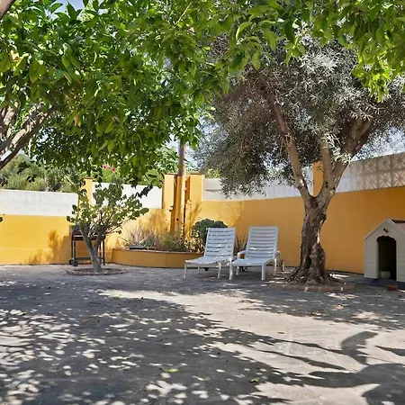 Mediterranean Near The Sea In - Palmeras 23a