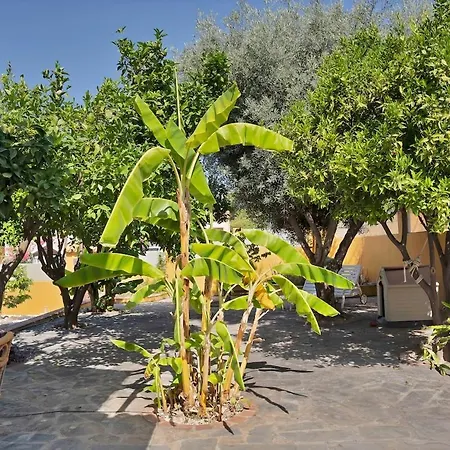 Mediterranean Near The Sea In - Palmeras 23a