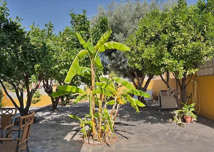 Mediterranean Near The Sea In - Palmeras 23a